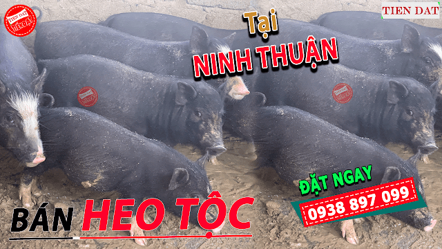 Bán heo mọi, heo tộc, heo đen, heo đồng bào tại Ninh Thuận
