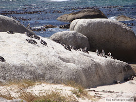 Boulders Beach