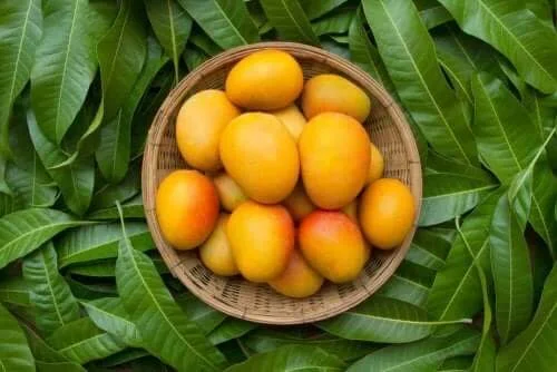 enam-manfaat-kesehatan-daun-mangga