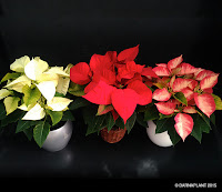 poinsettia barnaplant campaña navidad plantas en diferentes colores y formatos