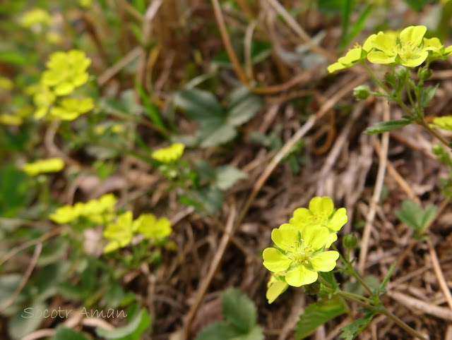 Potentilla hebiichigo