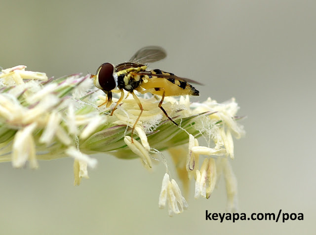 Phalaris arundinacea - Hoverfly Melanostoma