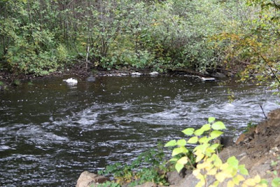 North Country forest stream