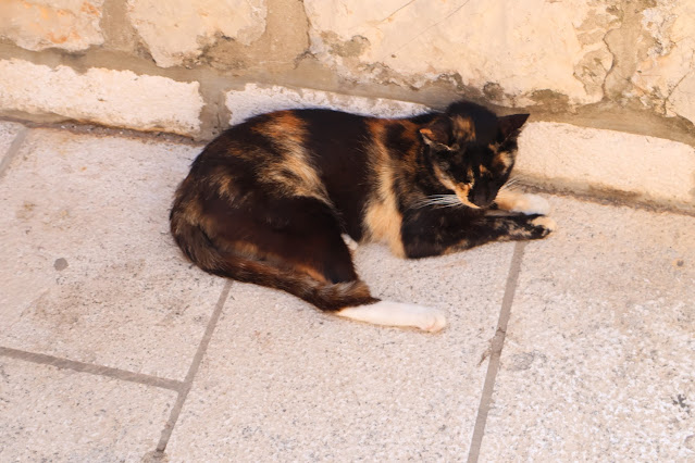 Cat from Dubrovnik, Croatia