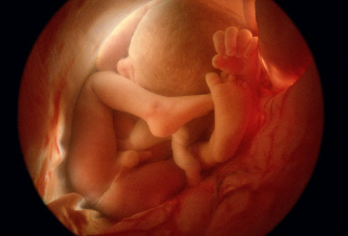 fetus at 6 weeks. fetus at 6 weeks.
