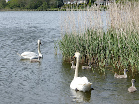 Swanpool, Falmouth