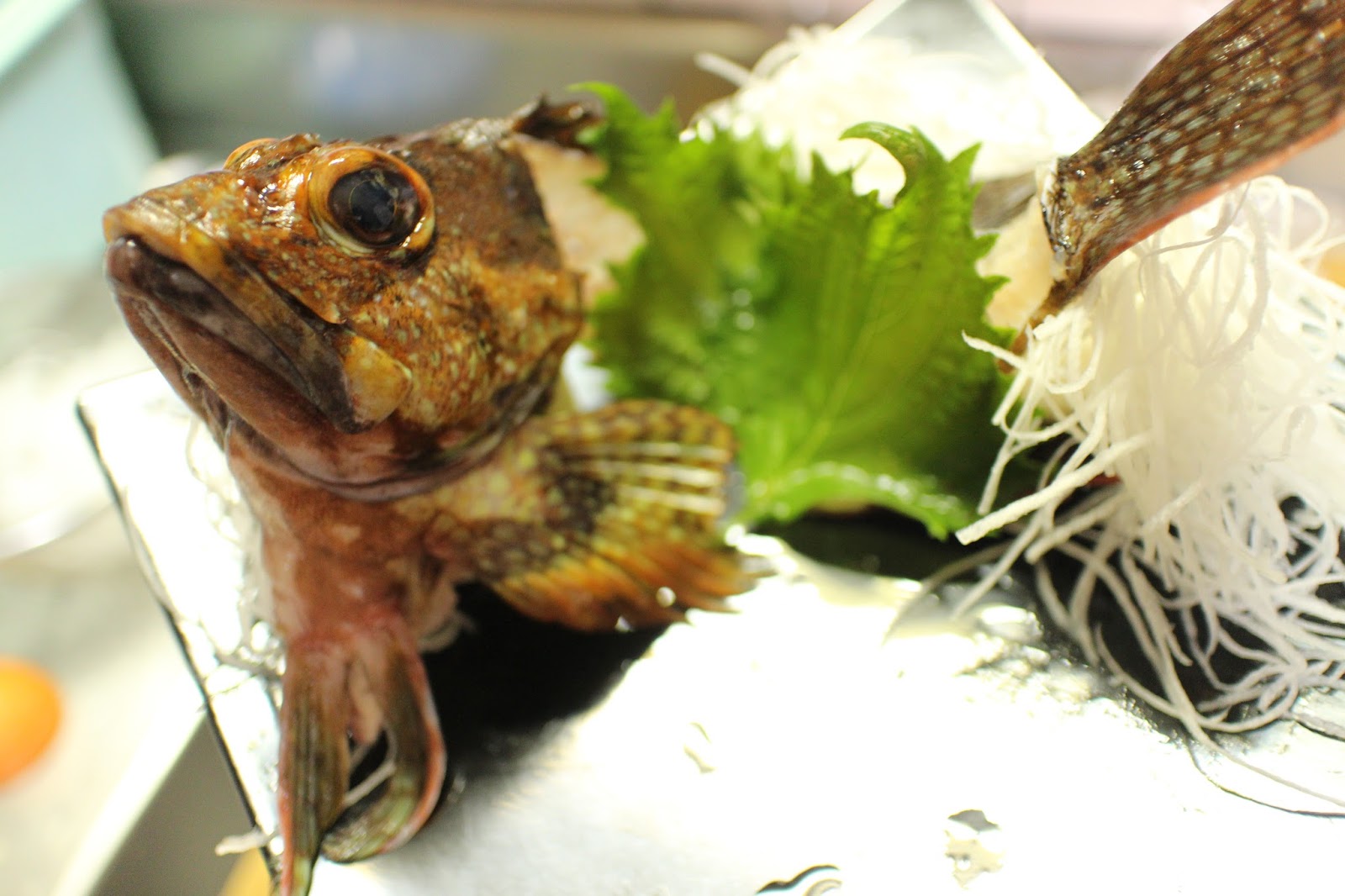 俺達の田舎暮らし カサゴの炙りの刺身