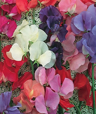 http://www.burpee.com/flowers/sweet-peas/sweet-pea-eckfords-finest-mix-prod000406.html