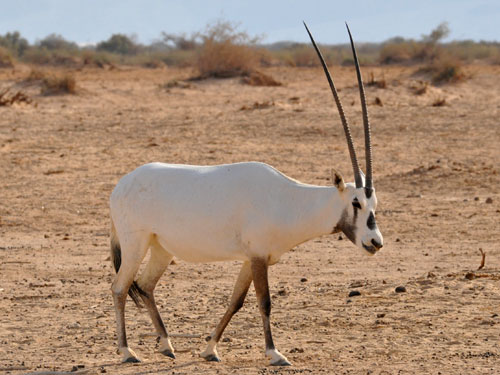 A reintrodução bem sucedida do Órix da Arabia 