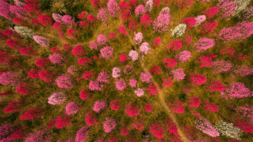 22 Magical Photos Of Cherry Blossoms That Have Just Bloomed In China