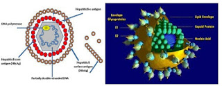 Virus Hepatitis B (kiri) dan Hepatitis C (kanan)