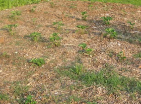 Nasty weed grass trying to take over my strawberries