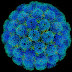 Cara Perkembangbiakan Virus Secara Litik dan Lisogenik