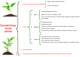 Resultado de imagen de LAS PLANTAS 3 PRIMARIA ESQUEMA