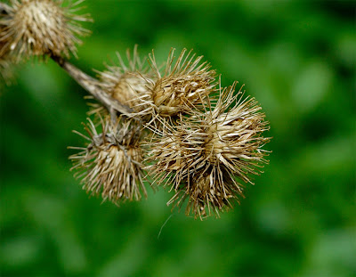 burdock