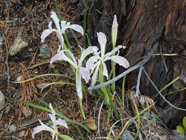 showy white flowers beside a cedar