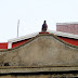 Pigeon on top of the House