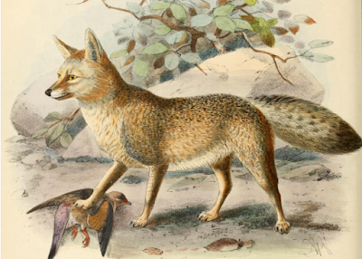 Vulpes chama