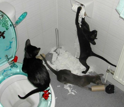 The dog did it. pictures of cats with captions. The dog did it.