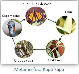 Anaphalis Javanica: metamorfosis dan metagenesis