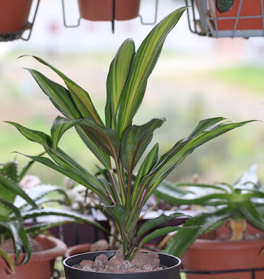 Cordyline fruticosa - Ti plant care and culture