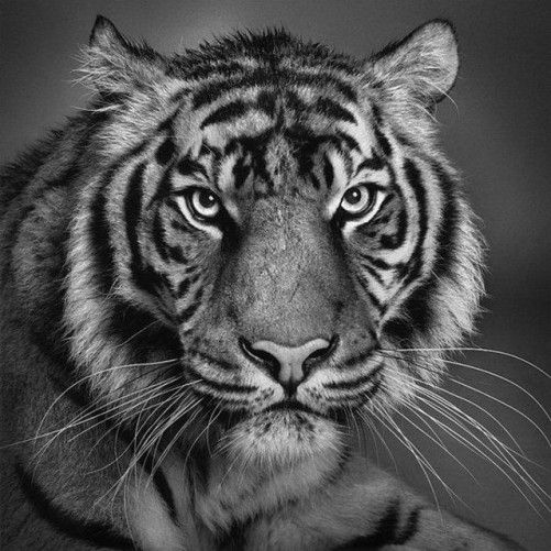 black and white tiger face