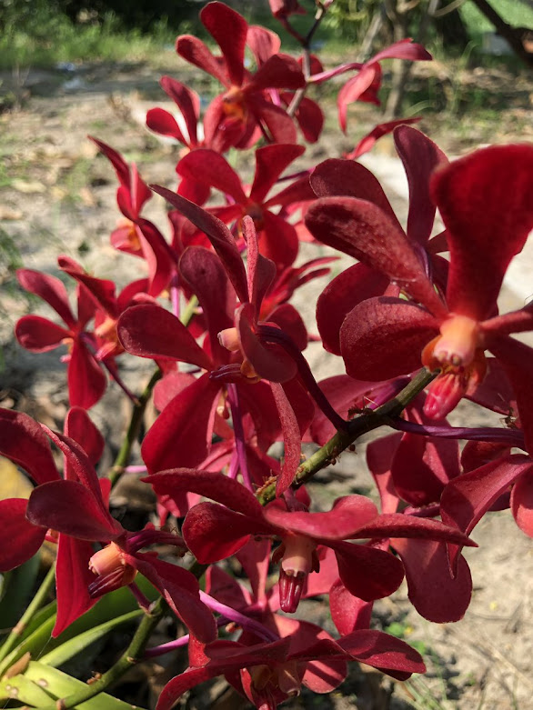 ເຂັມແດງ (Ascocentrum curvifolium)            ພົບວ່າກະຈາຍພັນຢູ່ແຄວ້ນອັສສຳ ປະເທດອິນເດຍ ມາທາງມ້ຽນມ່າຈົນເຖິງປະເທດໄທແຖບຈັງຫວັດແມ່ຮ່ອງສອນ ຊຽງໃໝ່ ຕາກ ແລະ ການຈະນະບູລີ ທີ່ລະດັບຄວາມສູງ 100-300 ແມັດ ຈາກລະດັບນ້ຳທະເລ ໃບສີຂຽວອ່ອນ ຂ້ອນຂ້າງອວບນ້ຳໃບແຄບໂຄ້ງກຽວ ຍາວປະມານ 20 ຊັງຕີແມັດ ກ້ວາງ 1 ຊັງຕີແມັດ ລະດູແລ້ງຂອບໃບຈະປາກົດມີຈຸດສີມ່ວງ ດອກມີສີແດງອົມສົ້ມ ດອກປະມານ 1.5 ຊັງຕີແມັດ ຊໍ່ດອກຈະເປັນຮູບຊົງກະບອກຕັ້ງຊື່ແຂງຍາວປະມານ 20 ຊັງຕີແມັດດອກແຫນ້ນຊໍ່ດອກ