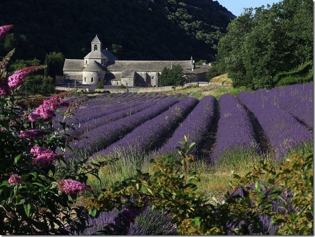 Abbaye_de_Sénanque_(Gordes-Vaucluse)_vue_du_Nord Abbaye_de_Sénanque_(Gordes-Vaucluse)_vue_du_Nord
