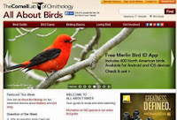 http://www.allaboutbirds.org/page.aspx?pid=1189