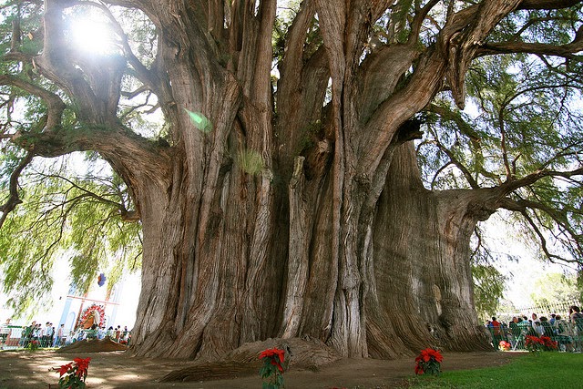 Arbol De Tule