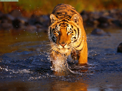 Tiger Hunting Wallpaper,stills,image,pic,picture,photo,hd wallpapers,3d wallpapers,wide screen wallpapers,free desktop wallpapers,high defination wallpapers,high quality wallpapers,hq wallpapers
