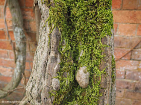 Wisteria tree trunk by We Laugh Indoors