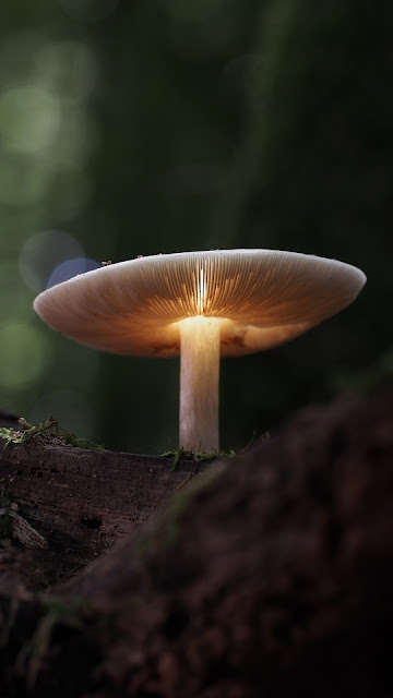 Mushroom Nature Wallpaper