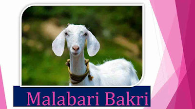 Malabari_Bakri