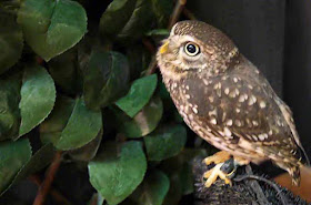 birds, captive, owls, Okinawa, tethered 