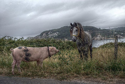 Stunning HDR Photo of  Animal Seen On www.coolpicturegallery.net