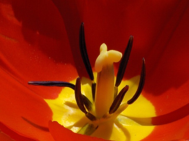 [Tulipanes+TulipÃ¡n+detalle.jpg]