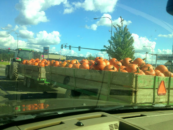 Carpinito Brothers tractor with a double trailer full of fall pumpkins in Kent, Washington.