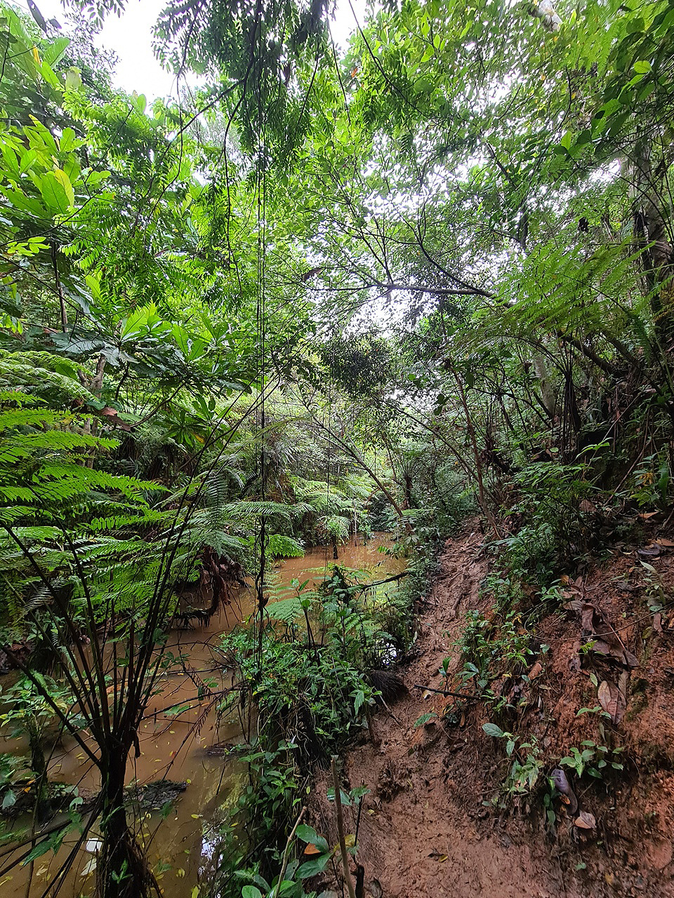 Sin Clementi Forest