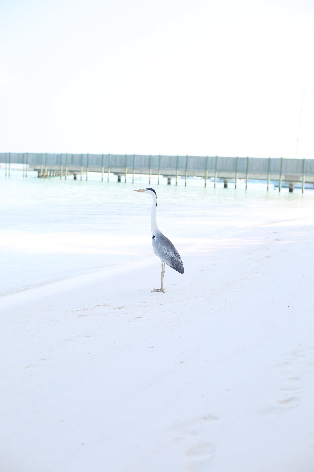 Maldives birds