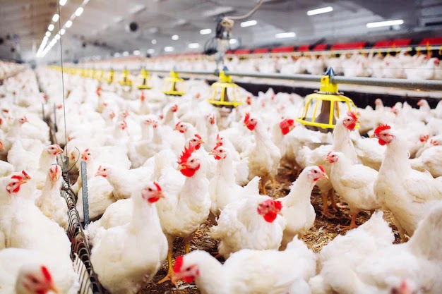 Teknologi Modern, Kunci Peningkatan Produksi Ayam
