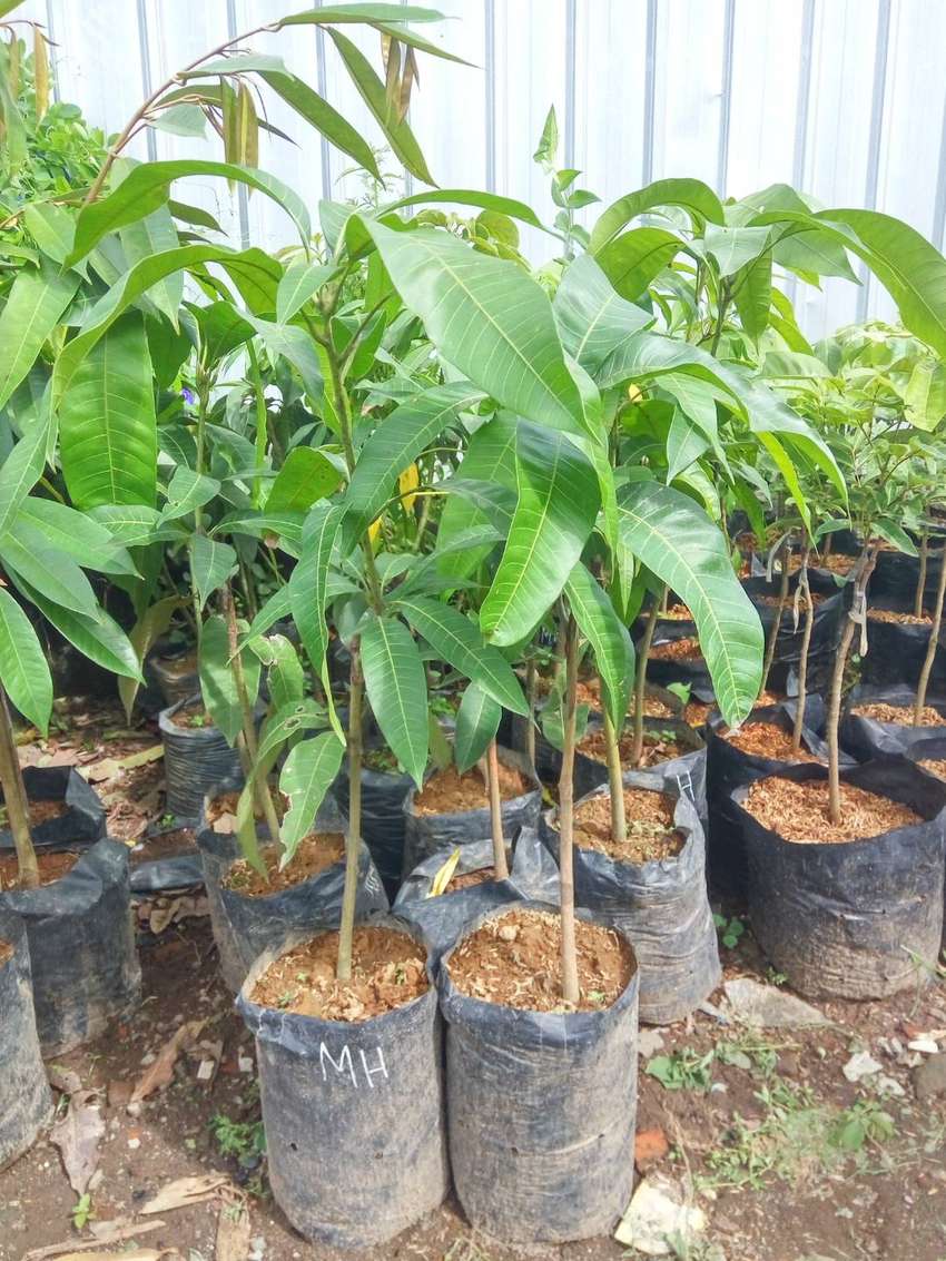 jual bibit mangga mahatir super jumbo bergaransi hidup Bekasi