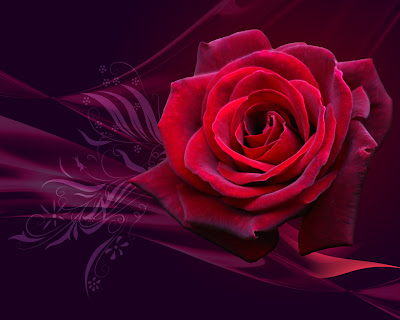 cool wallpapers of valentines day roses