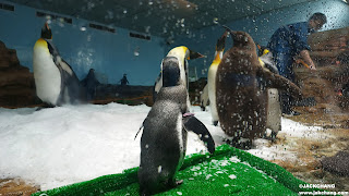 桃園青埔|Xpark水族館|北部最大室內水族館