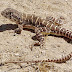  The long-nosed leopard lizard