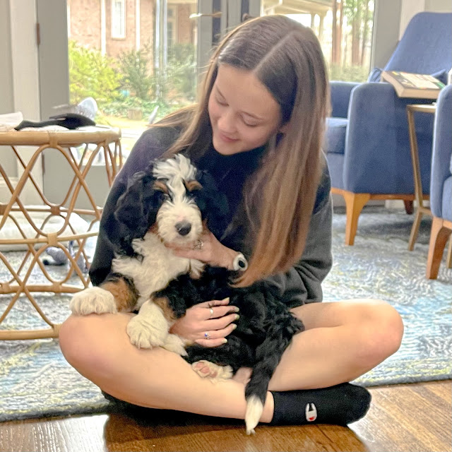 teen girl with a Bernedoodle puppy in her lap