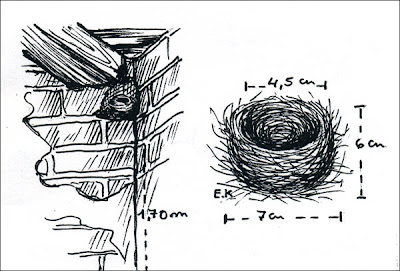 Monterita pecho gris Poospiza hipochondria