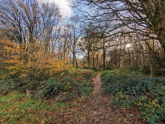 Enter the woodlands, still on Knebworth footpath 13