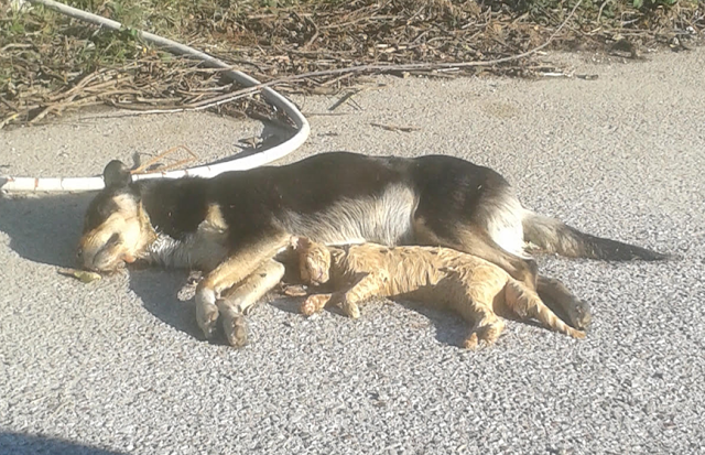 Στυλίδα: Έριξαν φόλες σε σκυλιά και γάτες στο Λιμανάκι στο Βαθύκοιλο