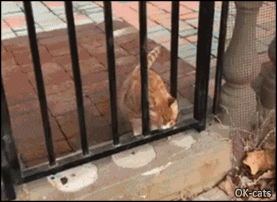 Hilarious Cat GIF • Big cat stuck on gate. "I'm not fat, just big boned." (haha)